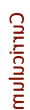 curriculum
